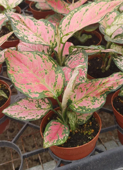4" Aglaonema Beauty